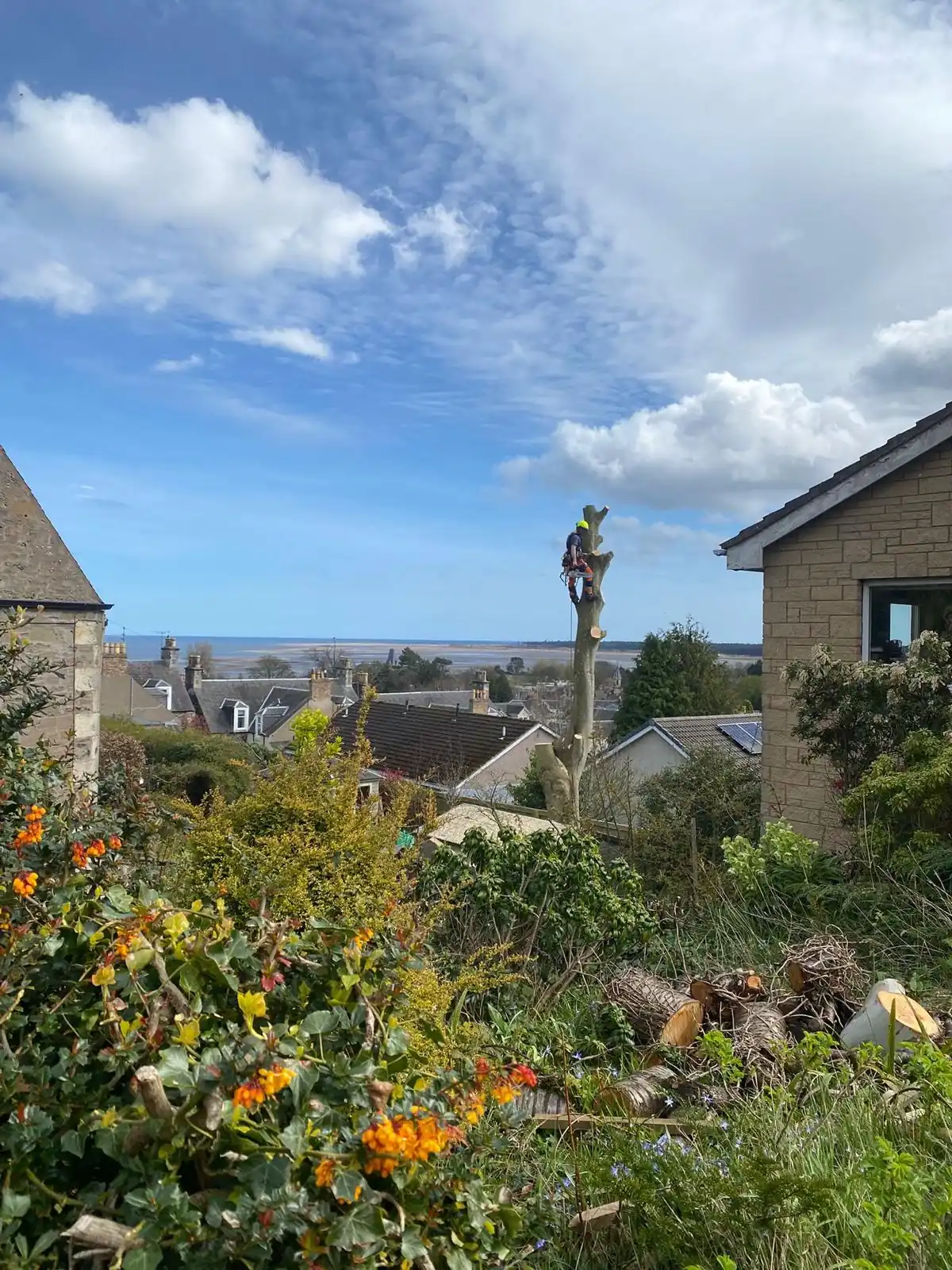 Fife Tree Surgery tree work