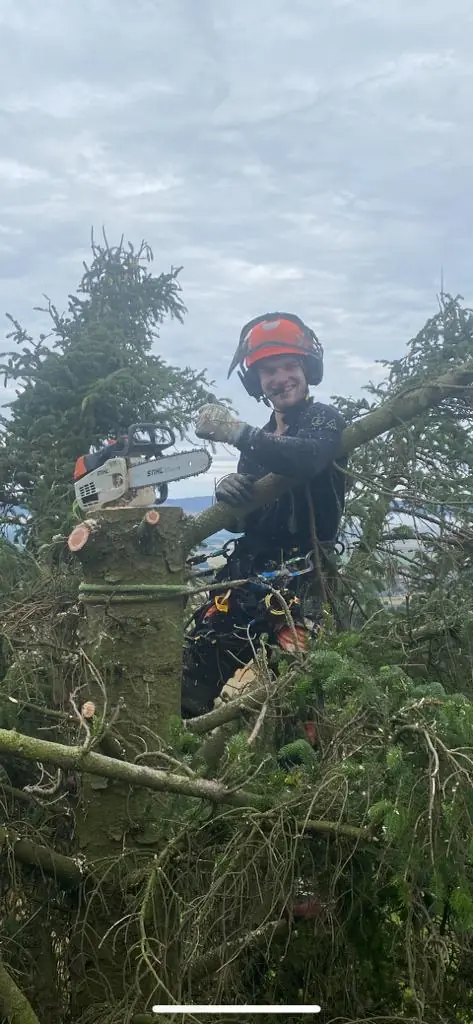 Fife Tree Surgery arborist cutting conifer branches with a chainsaw